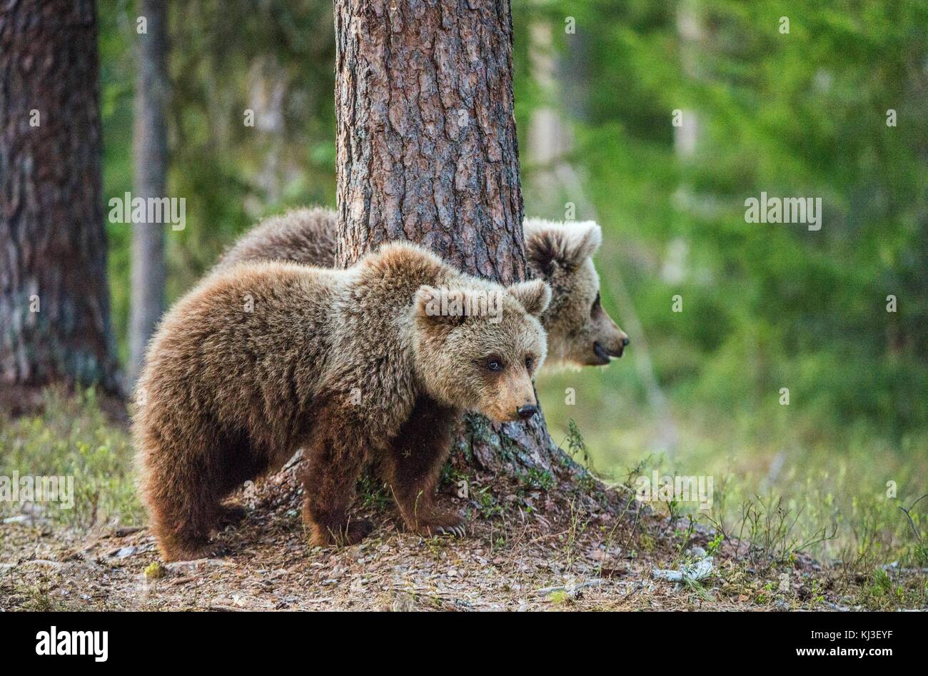 Brown Bears ( Ursus Arctos ) in the summer forest Stock Photo - Alamy