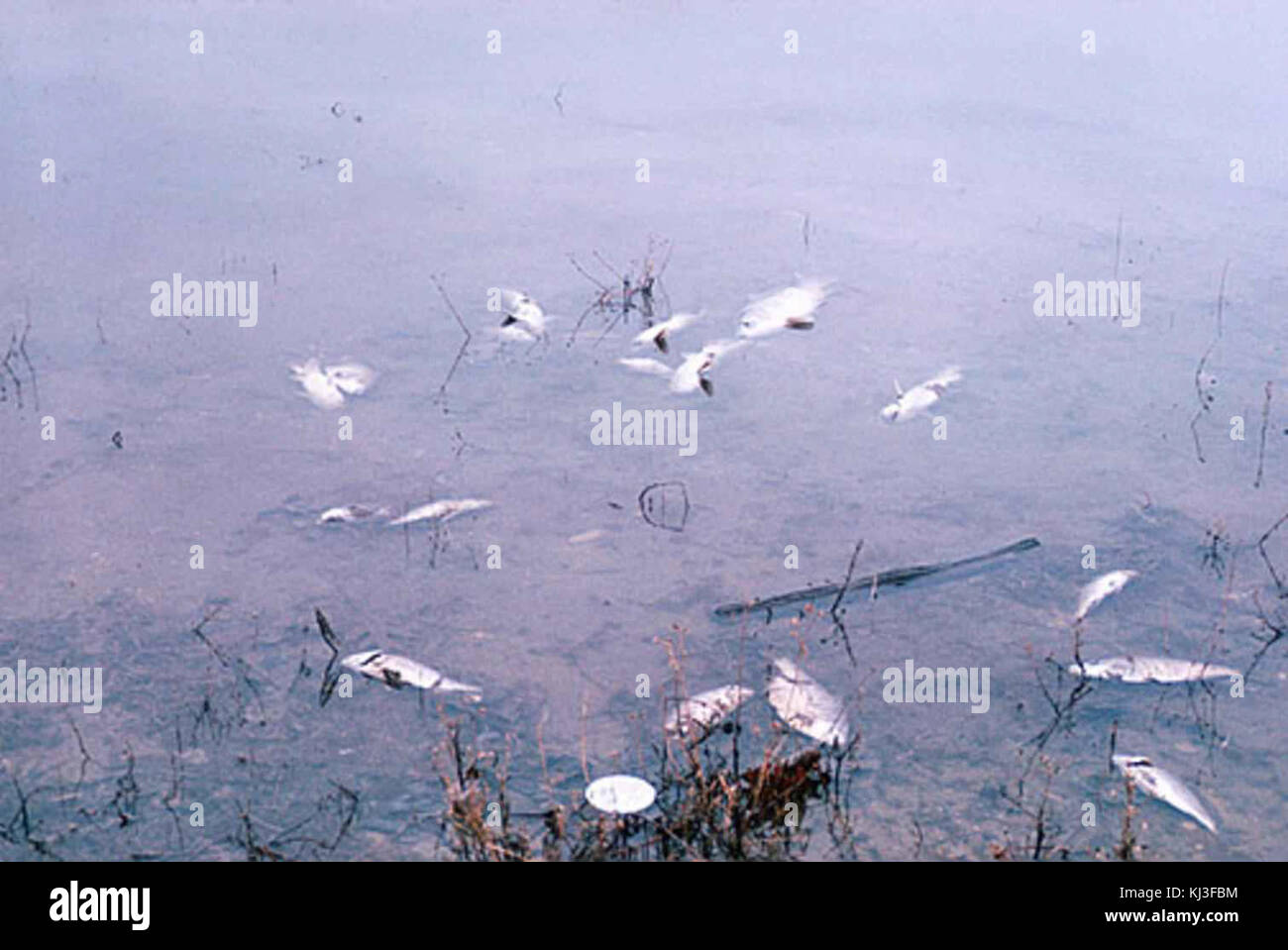 Water pollution fish kill Stock Photo Alamy