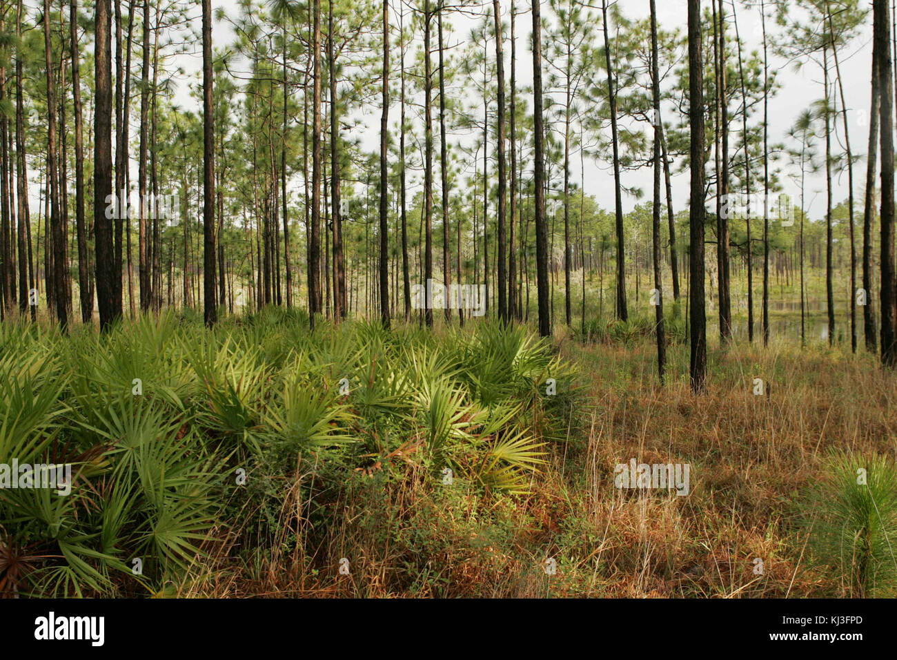 Wet pine savanna Stock Photo Alamy