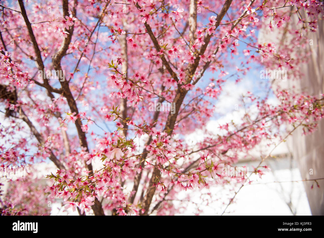 Cherry Trees in Columbarium Court 9 of Arlington National Cemetery (25862632646) Stock Photo