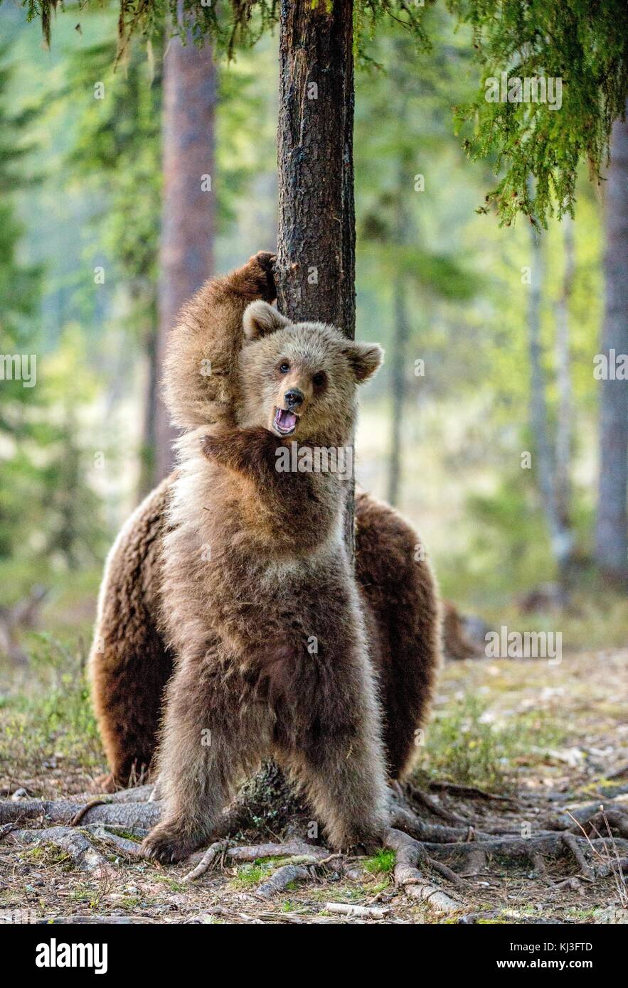 Brown Bears ( Ursus Arctos ) in the summer forest Stock Photo - Alamy
