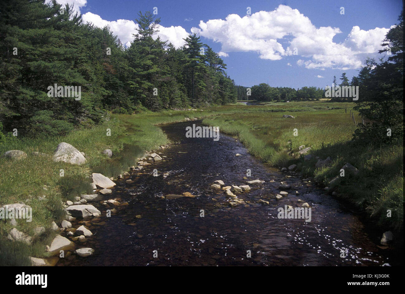 Wetland in mt desert isle maine Stock Photo Alamy