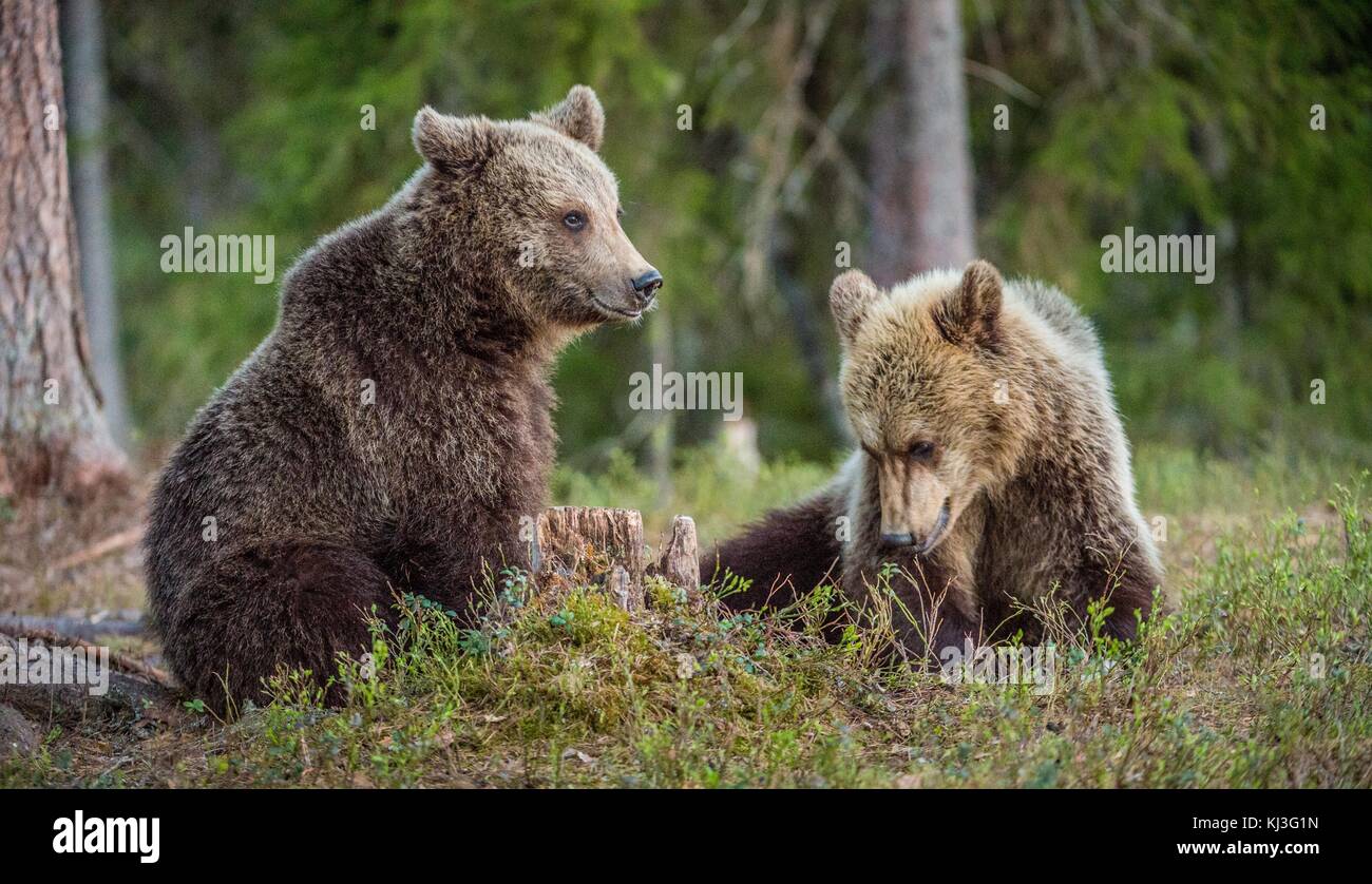 Brown Bears ( Ursus Arctos ) in the summer forest Stock Photo - Alamy