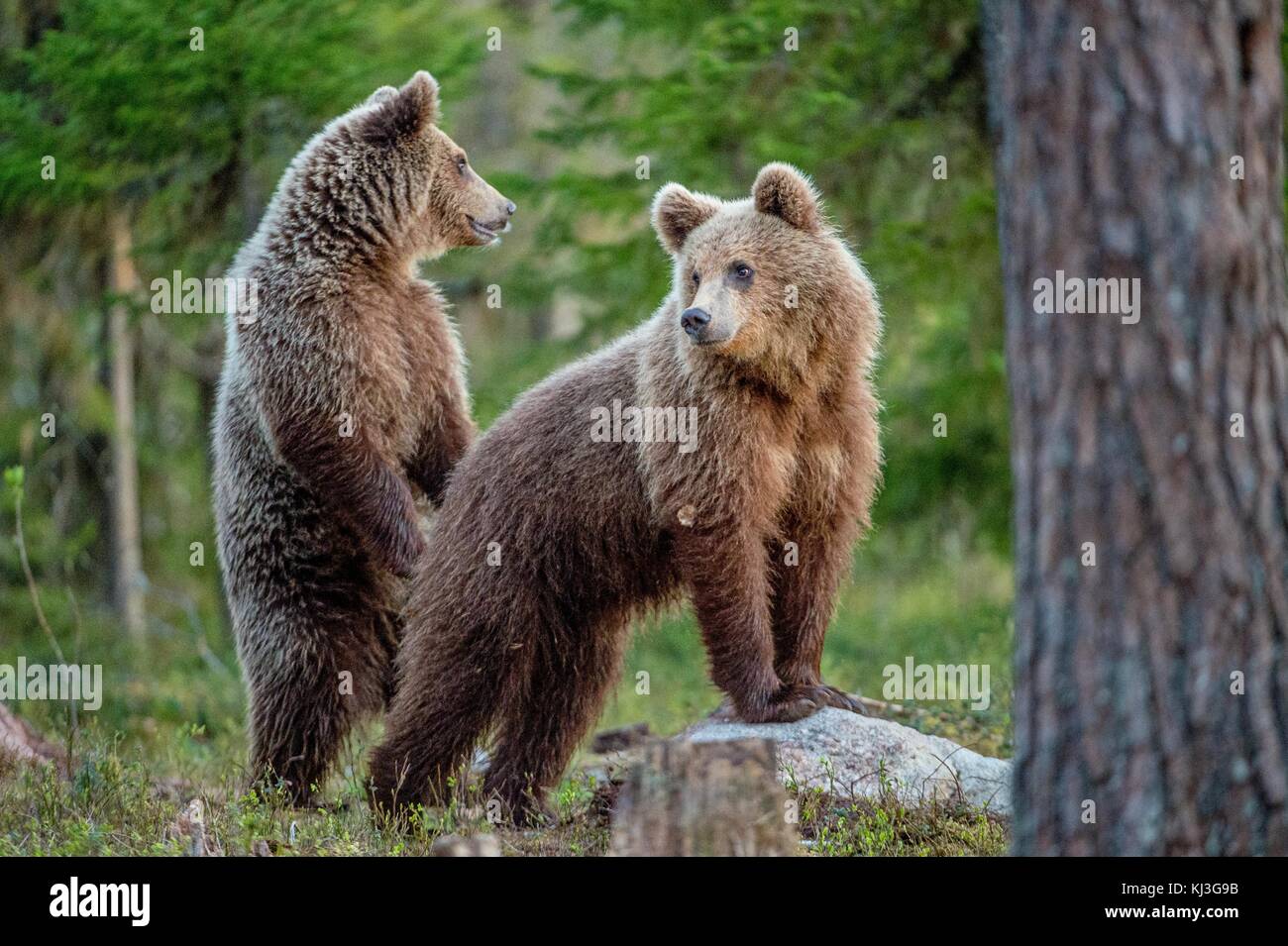 Brown Bears ( Ursus Arctos ) in the summer forest Stock Photo - Alamy