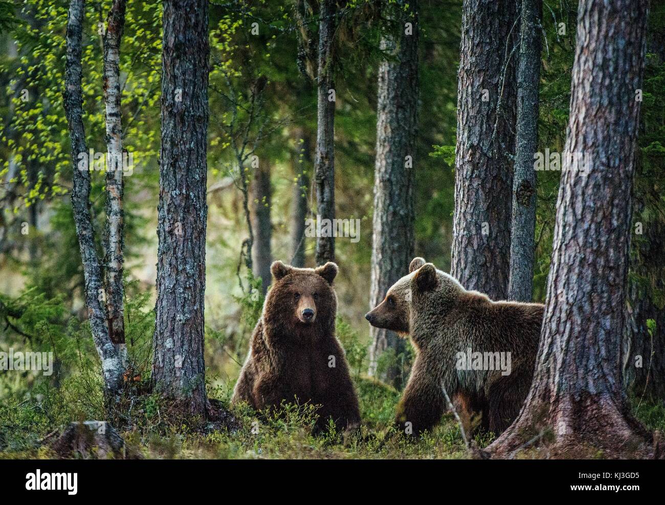 Wild Brown Bears ( Ursus Arctos ) in the summer forest Stock Photo - Alamy