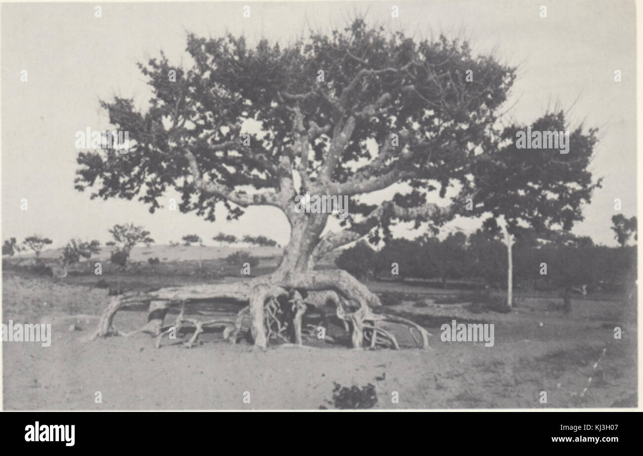 Israel 49070 Sycamore Tree Stock Photo Alamy