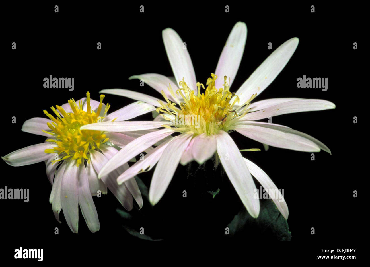 White rockcastle aster flower eurybia saxicastellii with a slight purple tint and yellow center Stock Photo