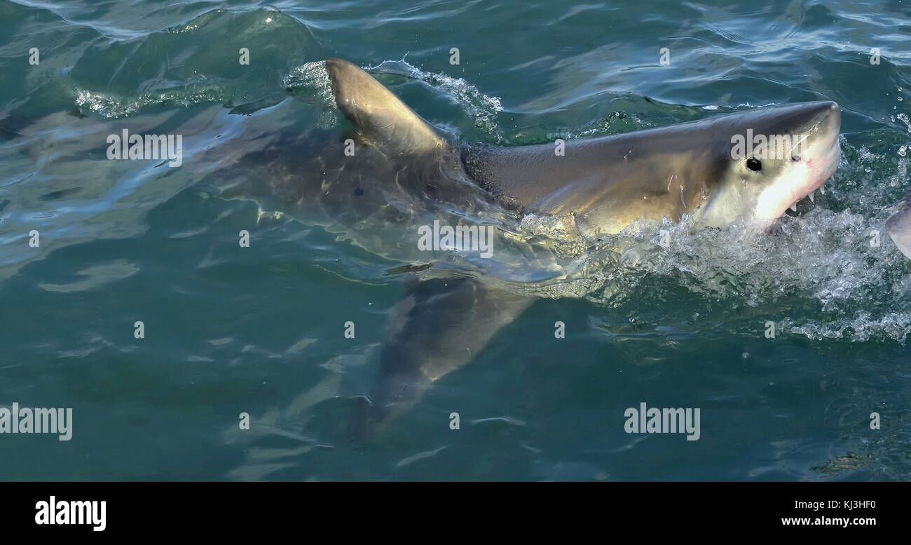 Great White Shark (Carcharodon carcharias) in ocean water an attack. Hunting of a Great White Shark (Carcharodon carcharias). South Africa Stock Photo