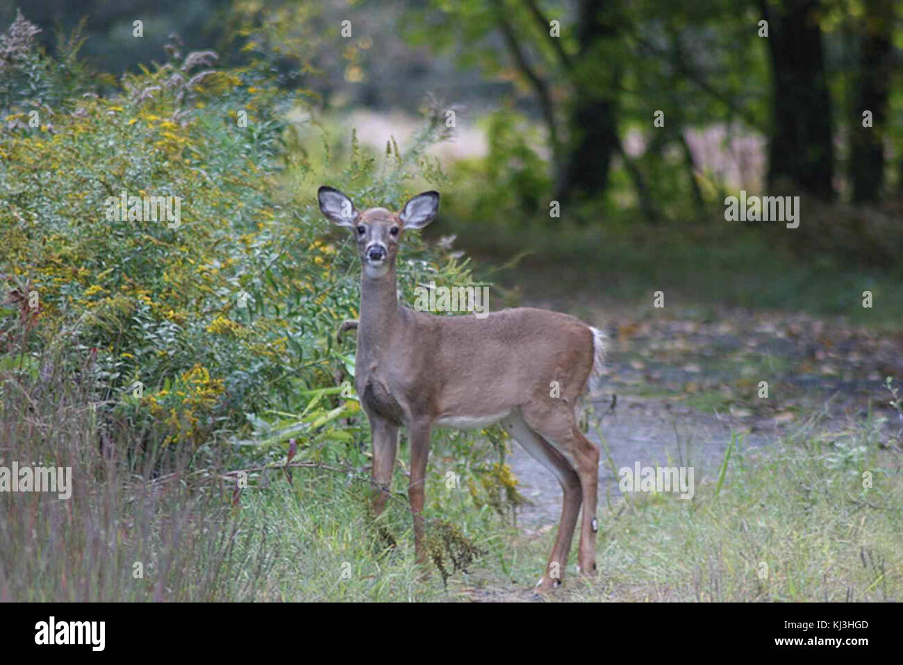 White tailed deer yearling Stock Photo - Alamy