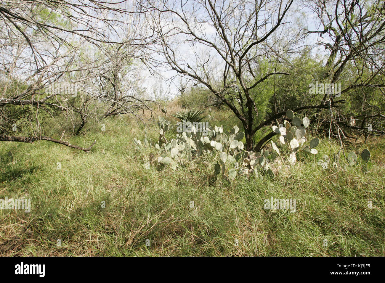 Wildness in desert Stock Photo - Alamy