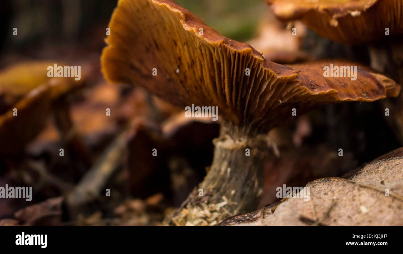 Nice shape mushroom closeup in forest Stock Photo