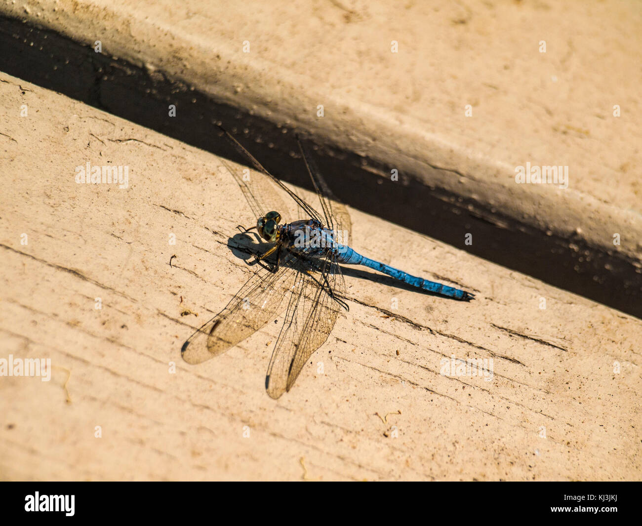 Dragonfly resting on wood tile Stock Photo