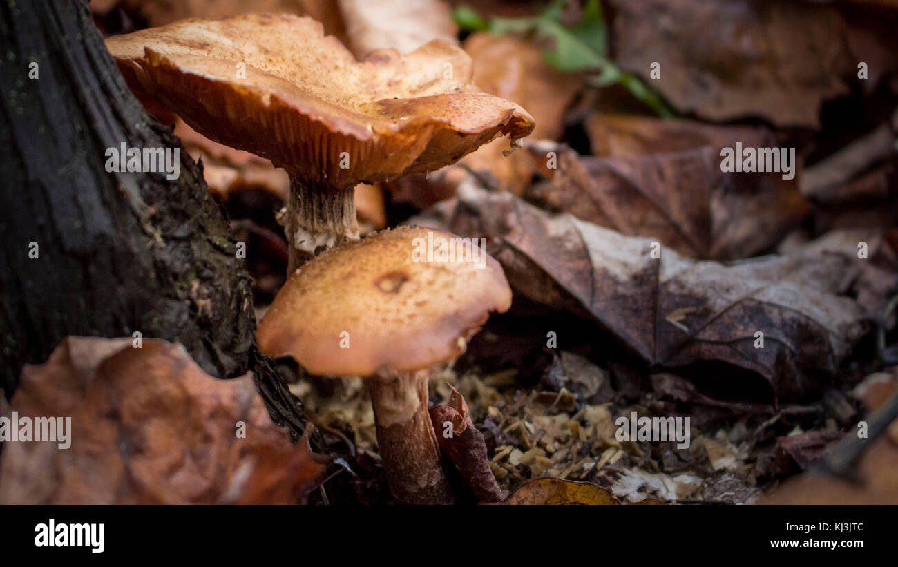 Tow mushrooms near the tree closeup Stock Photo
