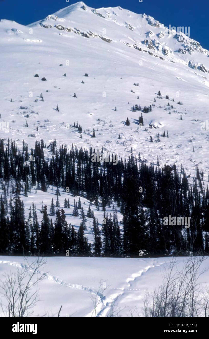 A serene winter scene depicting a forest covered in snow, showcasing ...