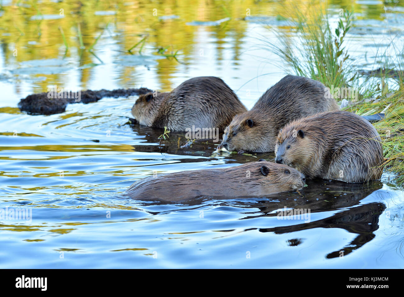 A family of wild beavers  (Canada; Canadensis); playing and feeding on the shore of Maxwell Lake in Hinton Alberta Canada. Stock Photo