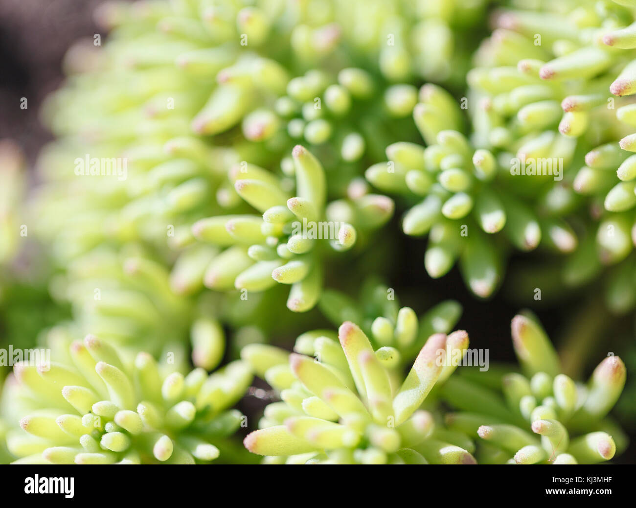 Rectangular arrangement of succulents. Cactus succulents in a planter ...