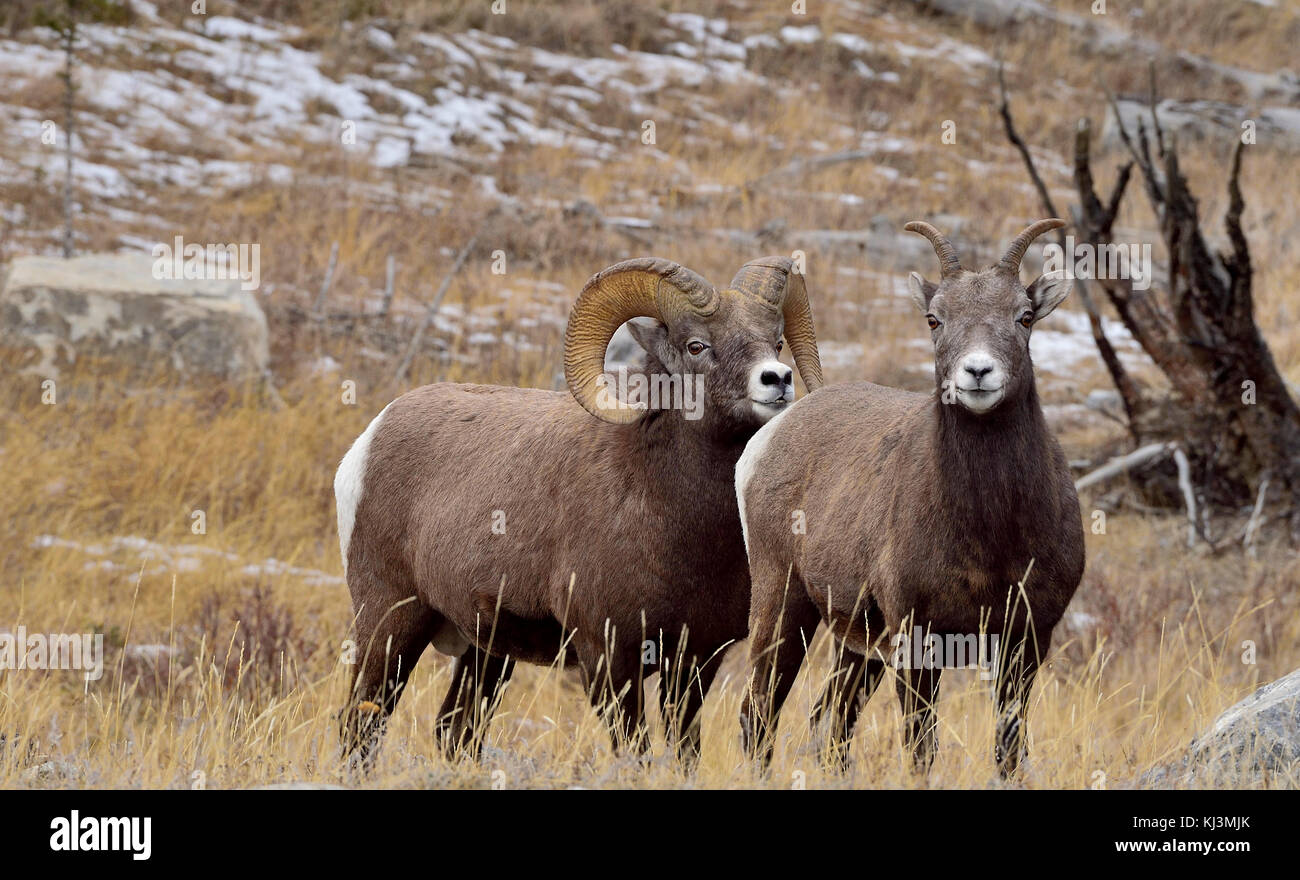 Two Bighorn sheep (Ovis canadensis), male and female standing in tall