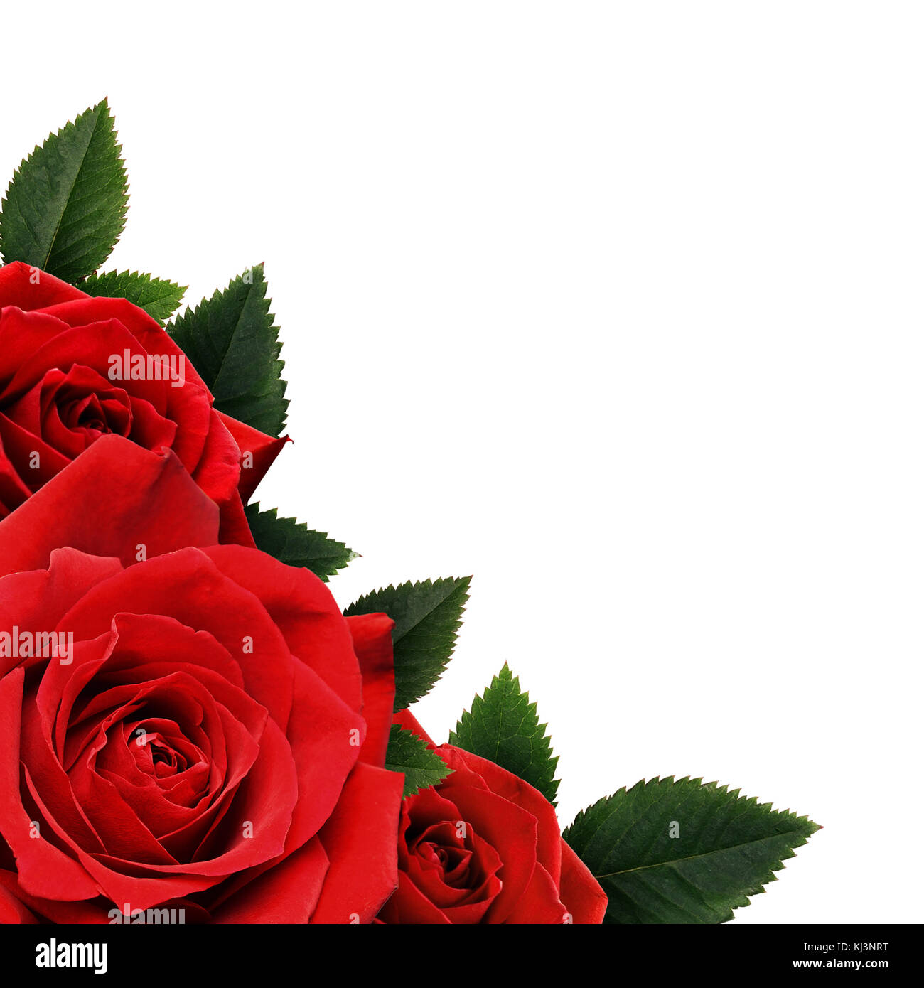 Red rose flowers corner isolated on white background Stock Photo - Alamy Red rose flowers corner isolated on white background Stock Photo - Alamy