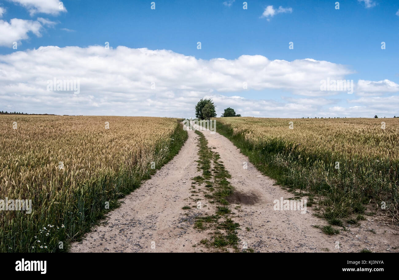 rural scene with dirty road, cornfield, isolated trees and blue sky with clouds near Zdar nad Sazavou city in Ceskomoravska vrchovina in Czech republi Stock Photo