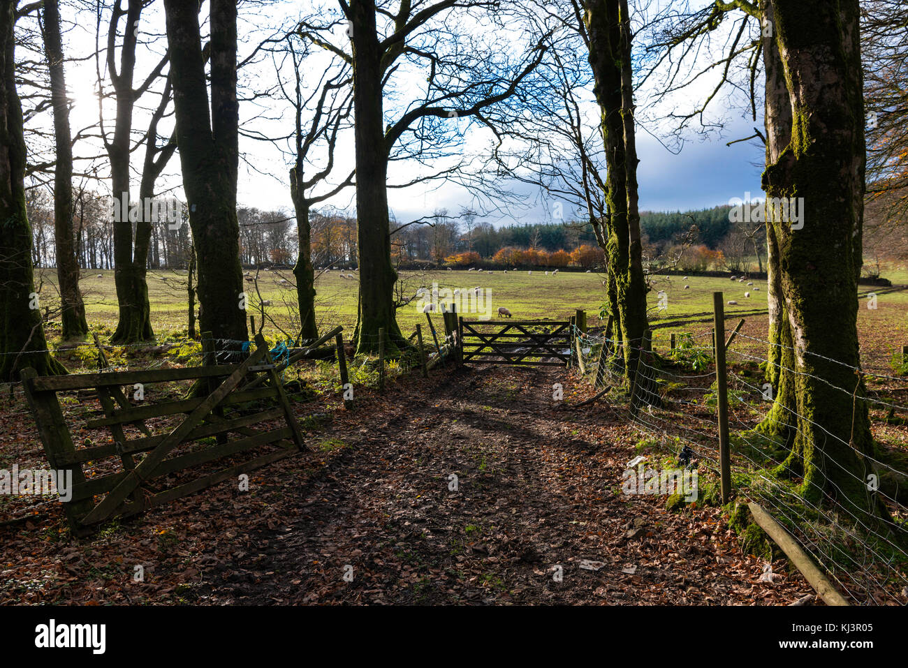 Track leading to a field in Dartmoor South Devon. Stock Photo