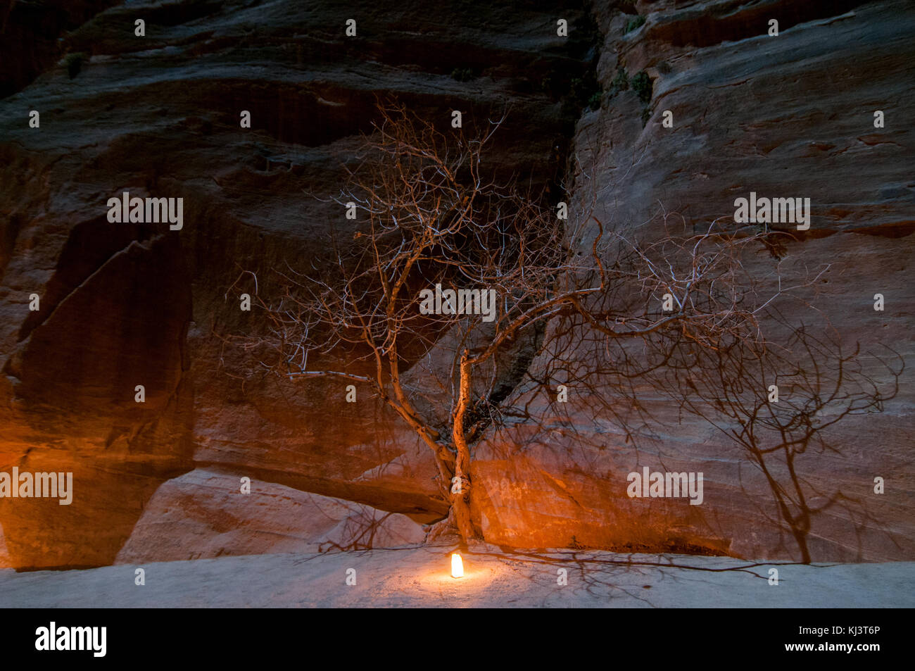 Tree illuminated by candle along the trail in Petra, Jordan at night - one of most beautiful sites in middle east Stock Photo