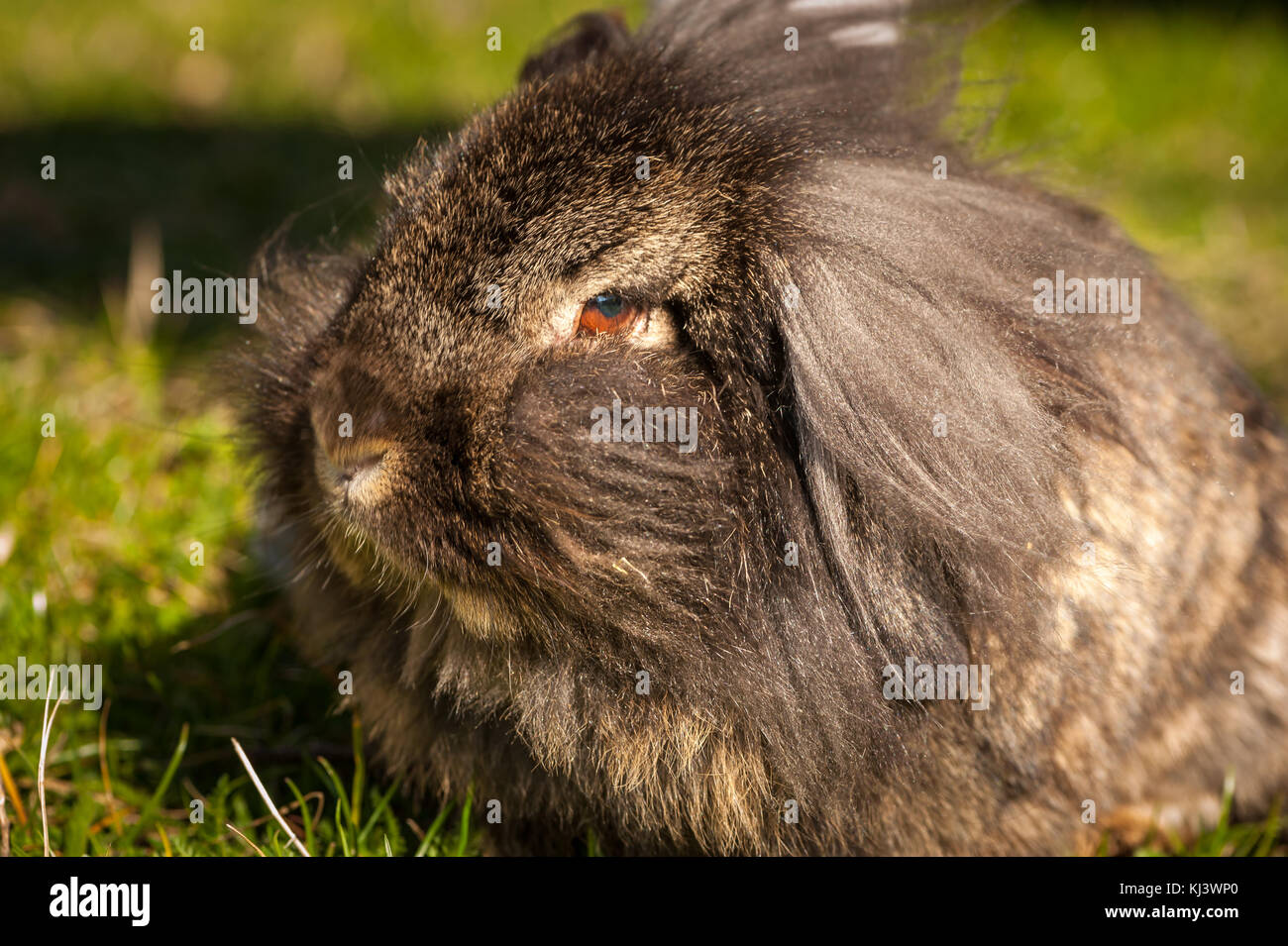 Portrait of a funny hairy rabbit in sunlight Stock Photo - Alamy