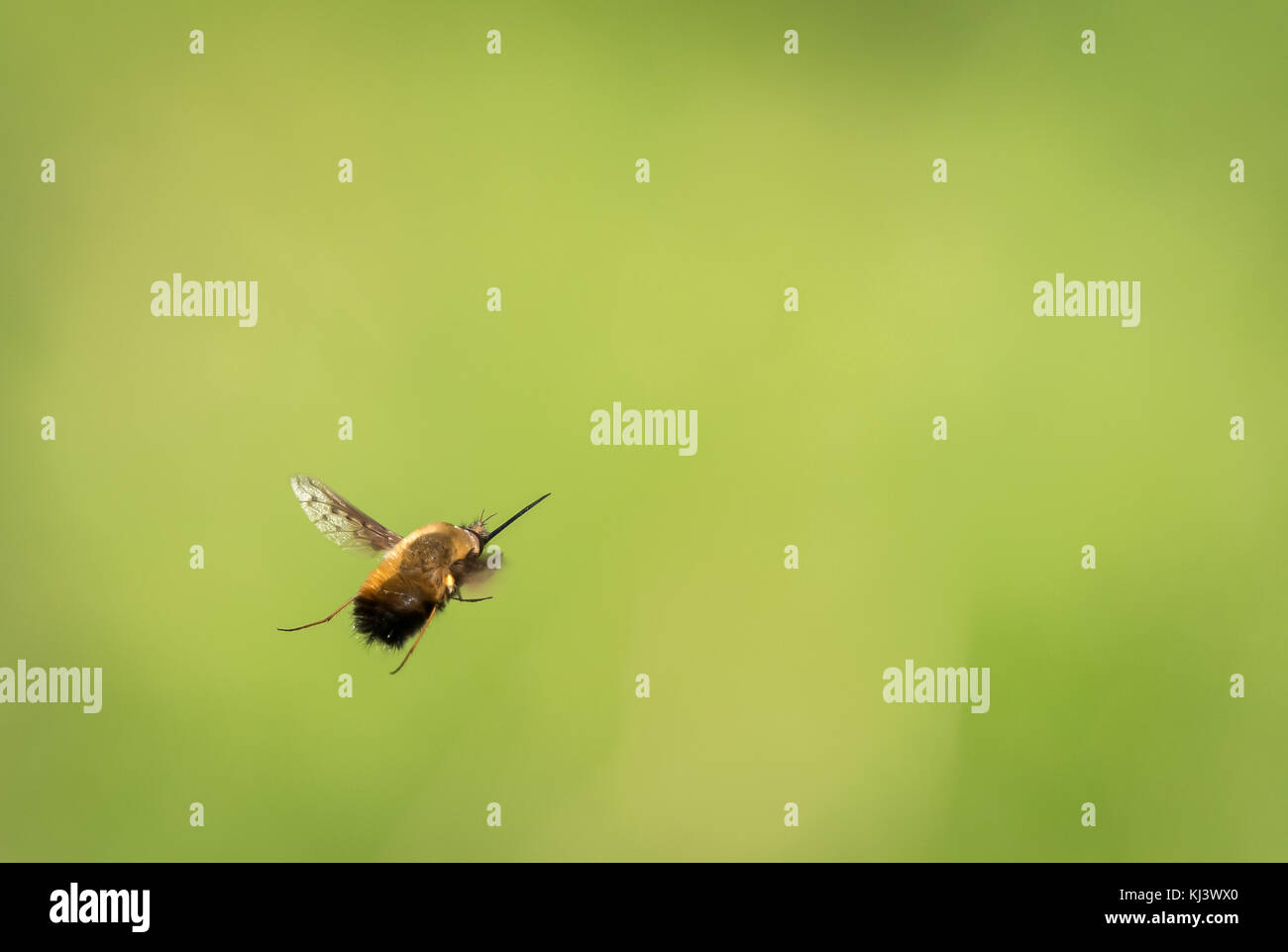 Diptera Flying High Resolution Stock Photography and Images - Alamy