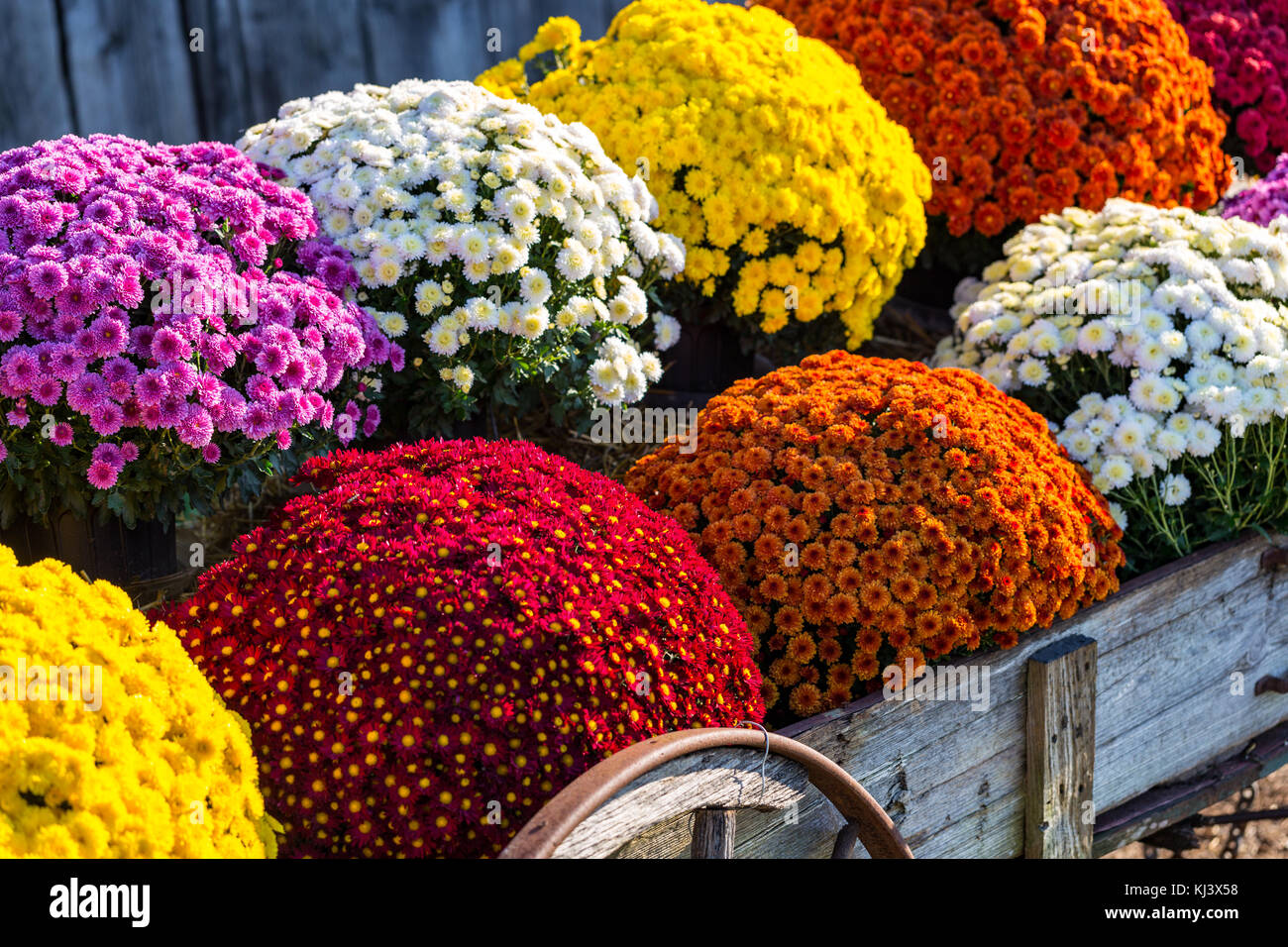 Colorful mums deals