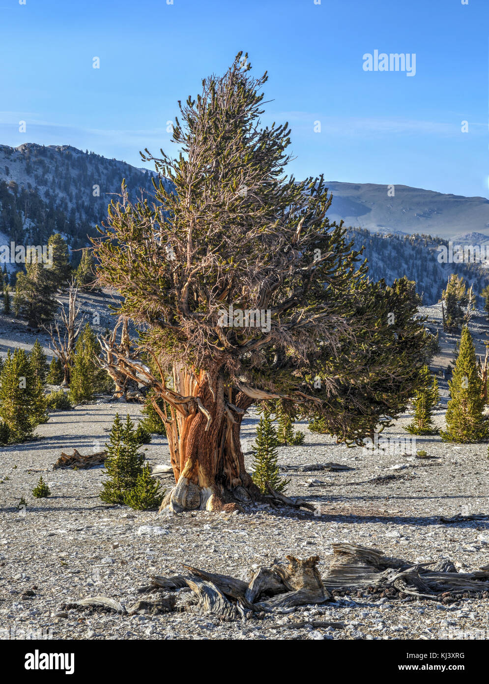 California bristlecone pine tree in white hires stock photography and