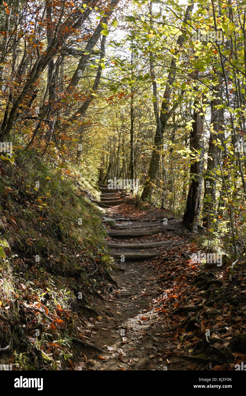 Autumn foliage and a portion of the Appalachian Trail at Newfound Gap, Great Smoky Mountains National Park, border of Tennessee and North Carolina Stock Photo