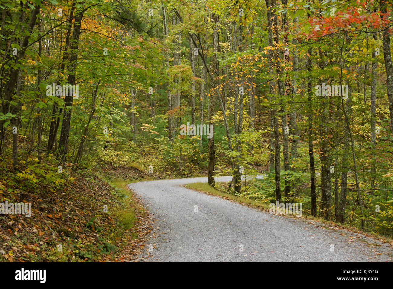 Autumn foliage along Rich Mountain Road out of Cades Cove, Great Smoky Mountains National Park, Tennessee Stock Photo