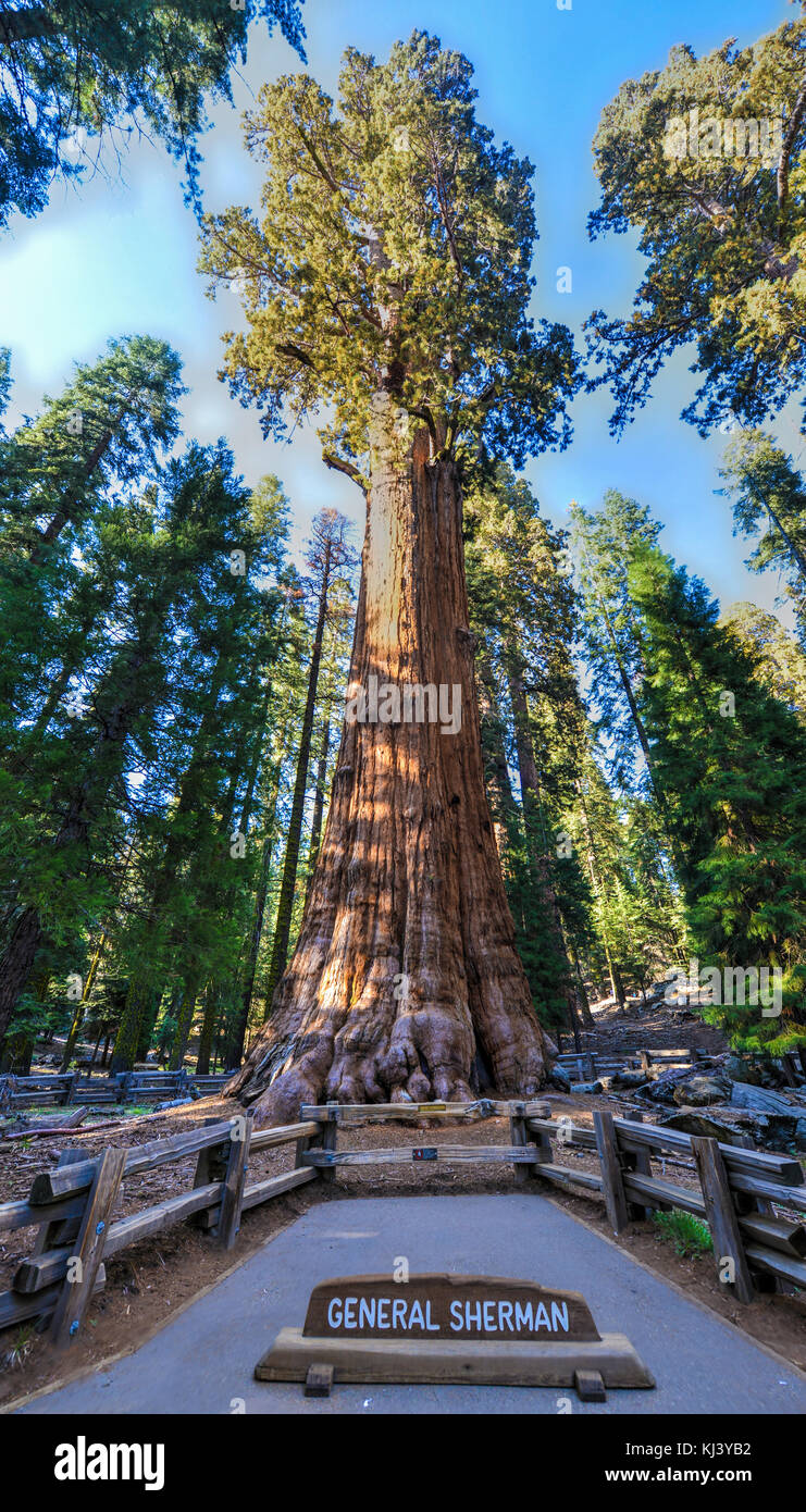 General Sherman - the largest tree on Earth, Sequoia National Park, California. Stock Photo