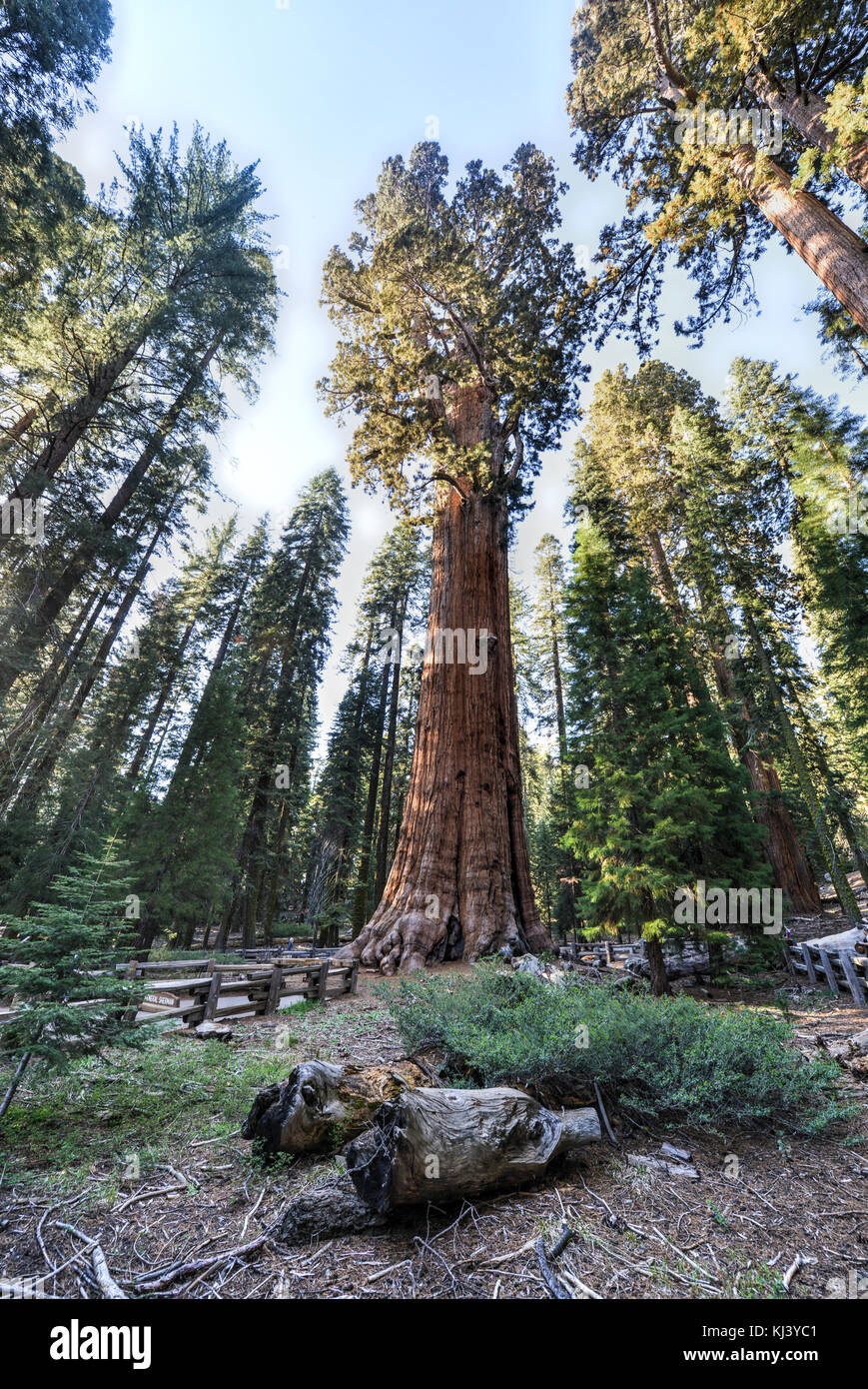 General Sherman - the largest tree on Earth, Sequoia National Park ...