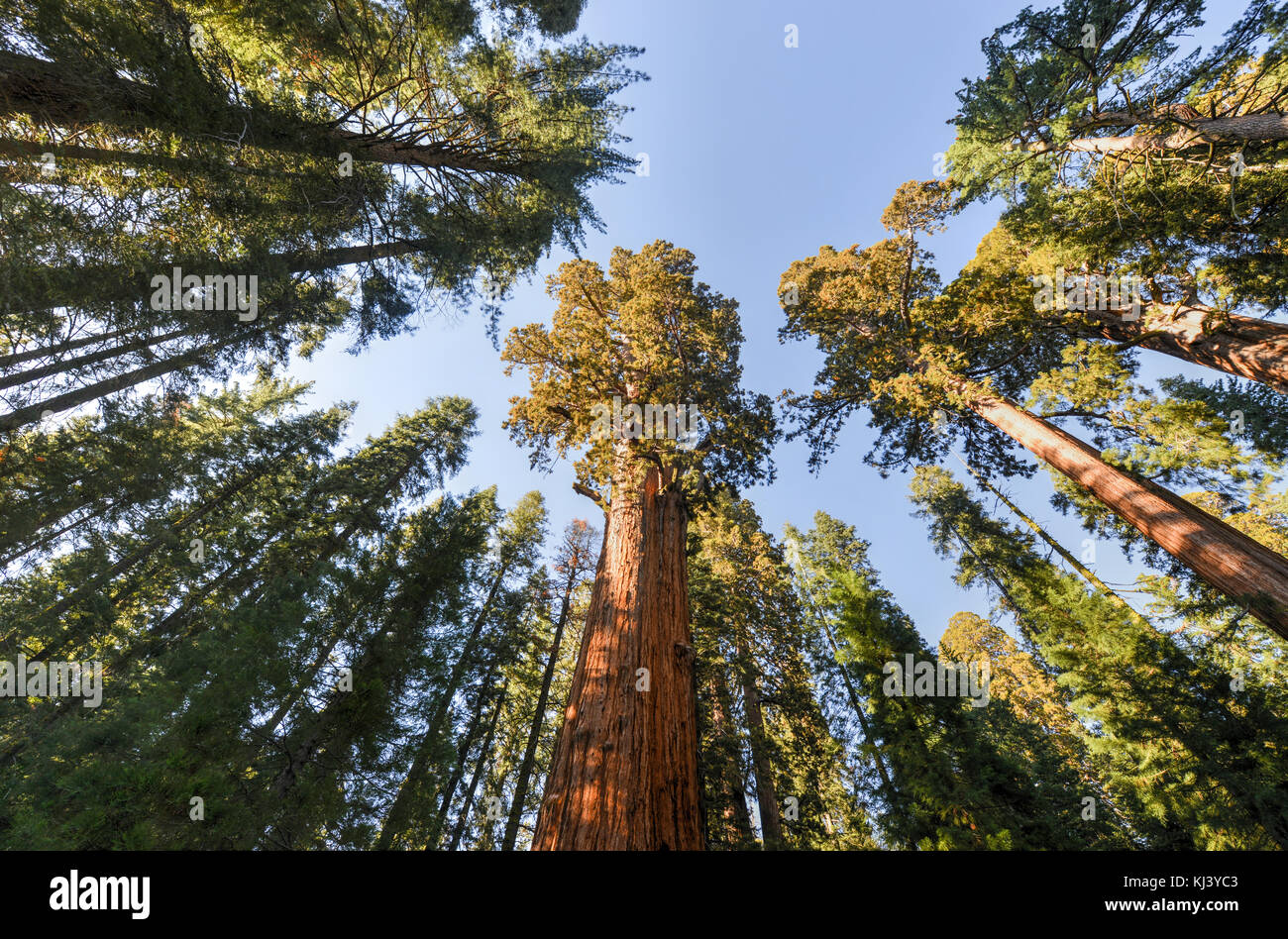 General Sherman - the largest tree on Earth, Sequoia National Park ...