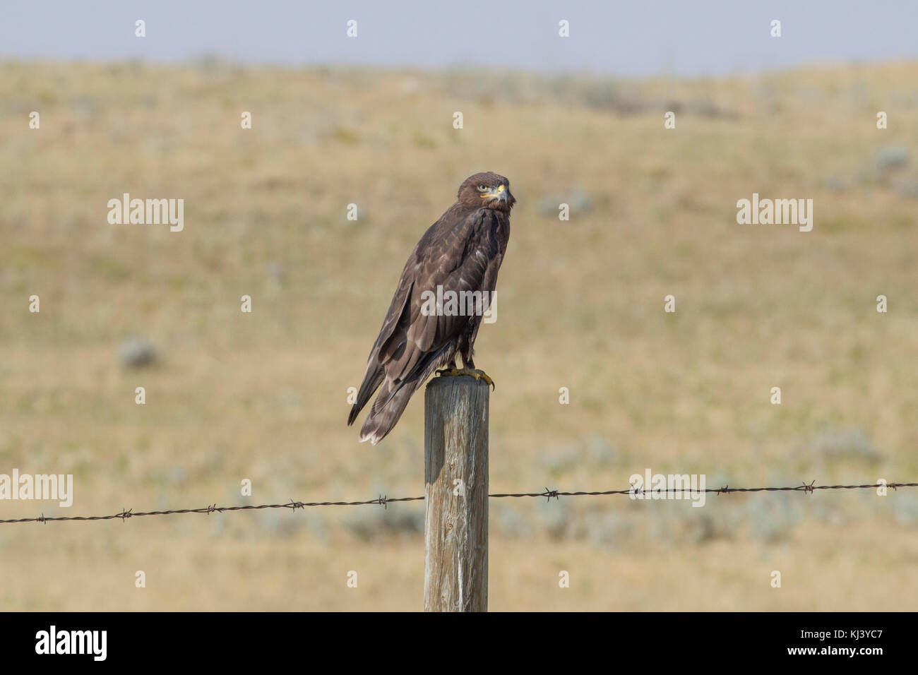 Dark morph Ferruginous Hawk (Buteo regalis) sitting on fence post in Grassland National Park, Saskatchewan, Canada. Stock Photo