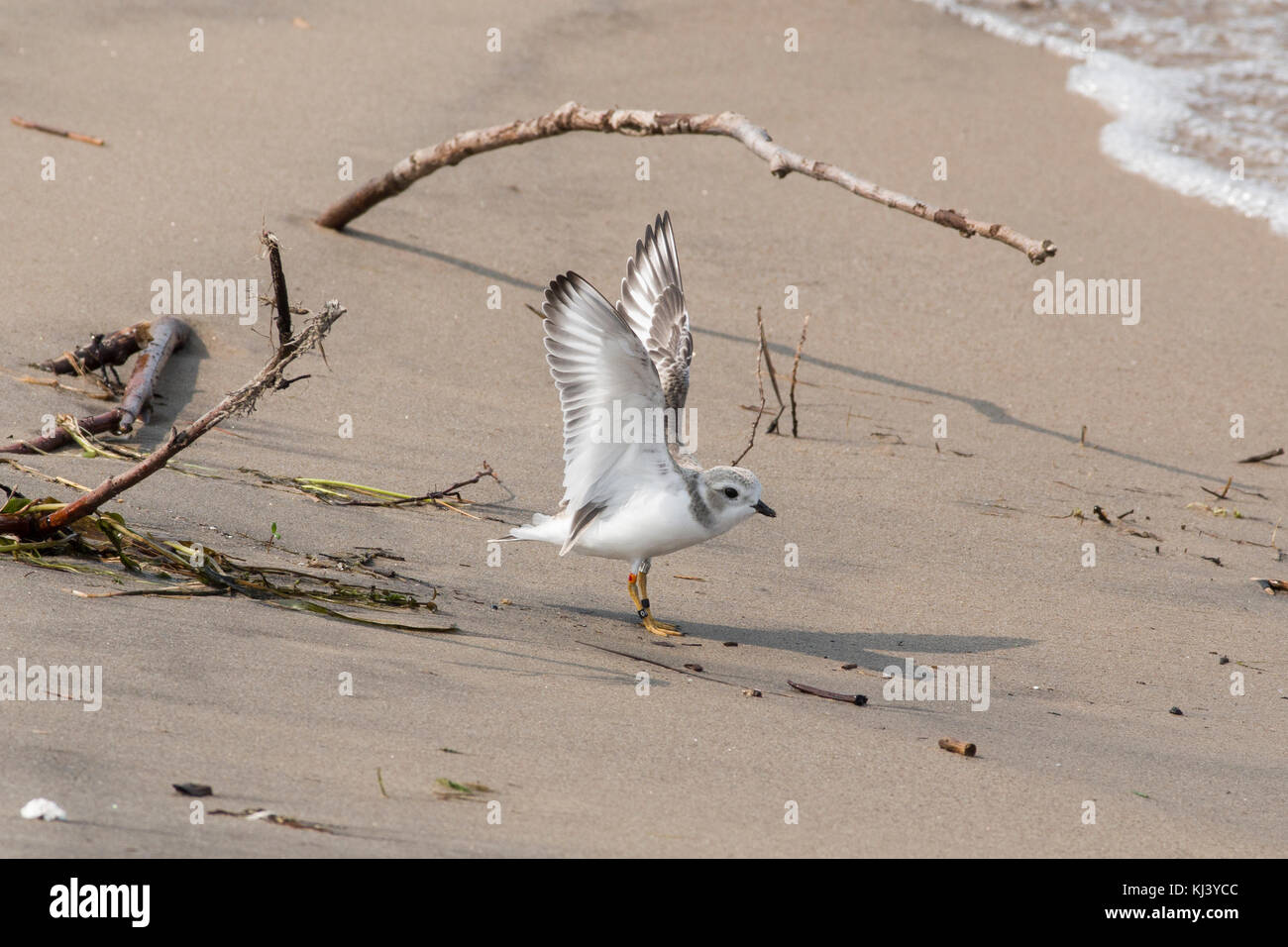 Piping plover (Charadrius melodus) with leg bands at Wasage Beach, Ontario. Stock Photo