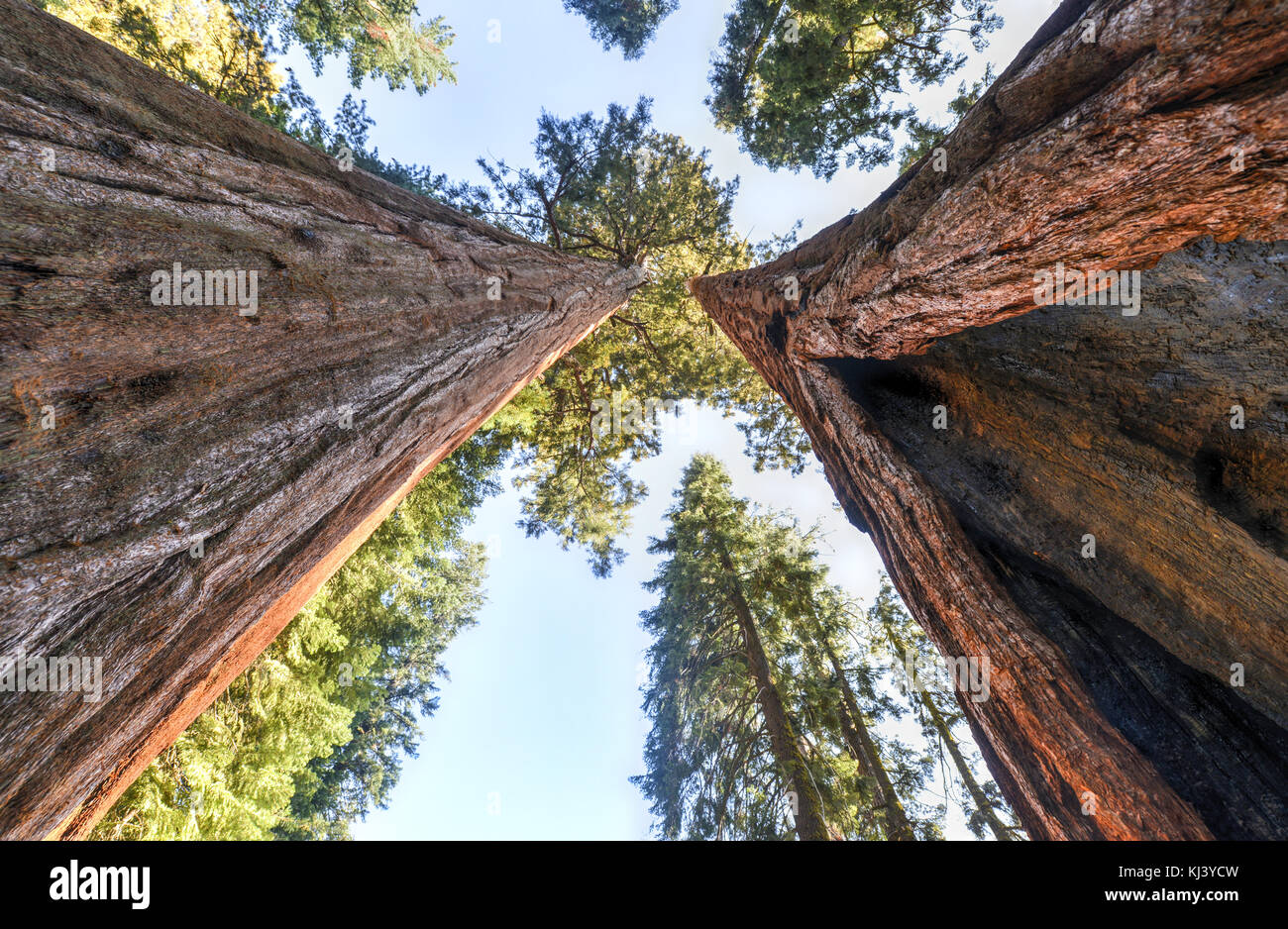 Giant Sequoia Trees in Sequoia National Park, California. Stock Photo