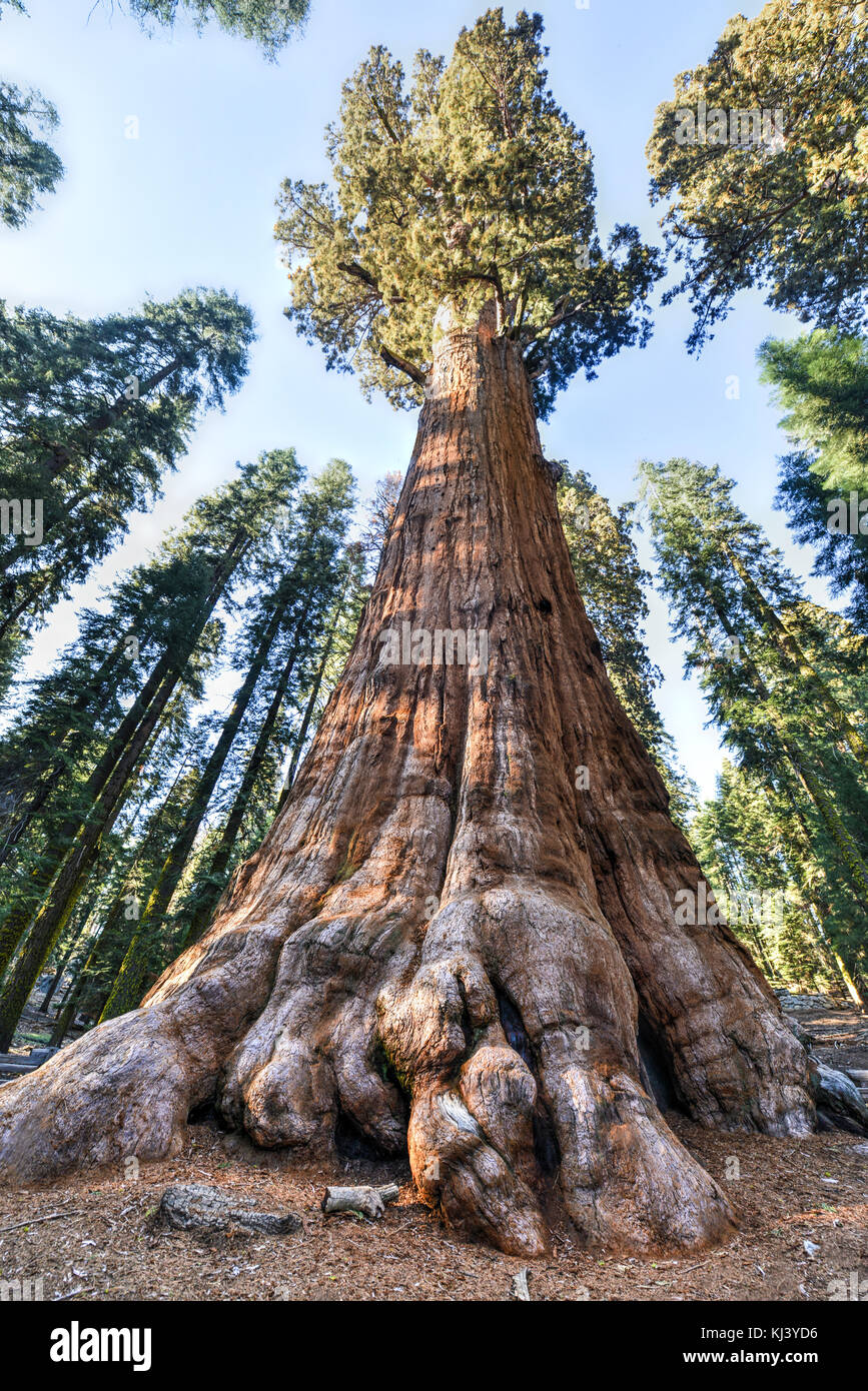 General Sherman the largest tree on Earth, Sequoia National Park