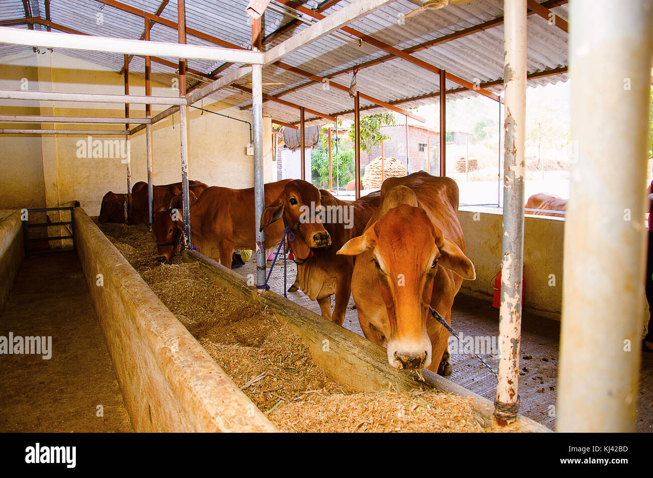 cow-shed-india-hi-res-stock-photography-and-images-alamy