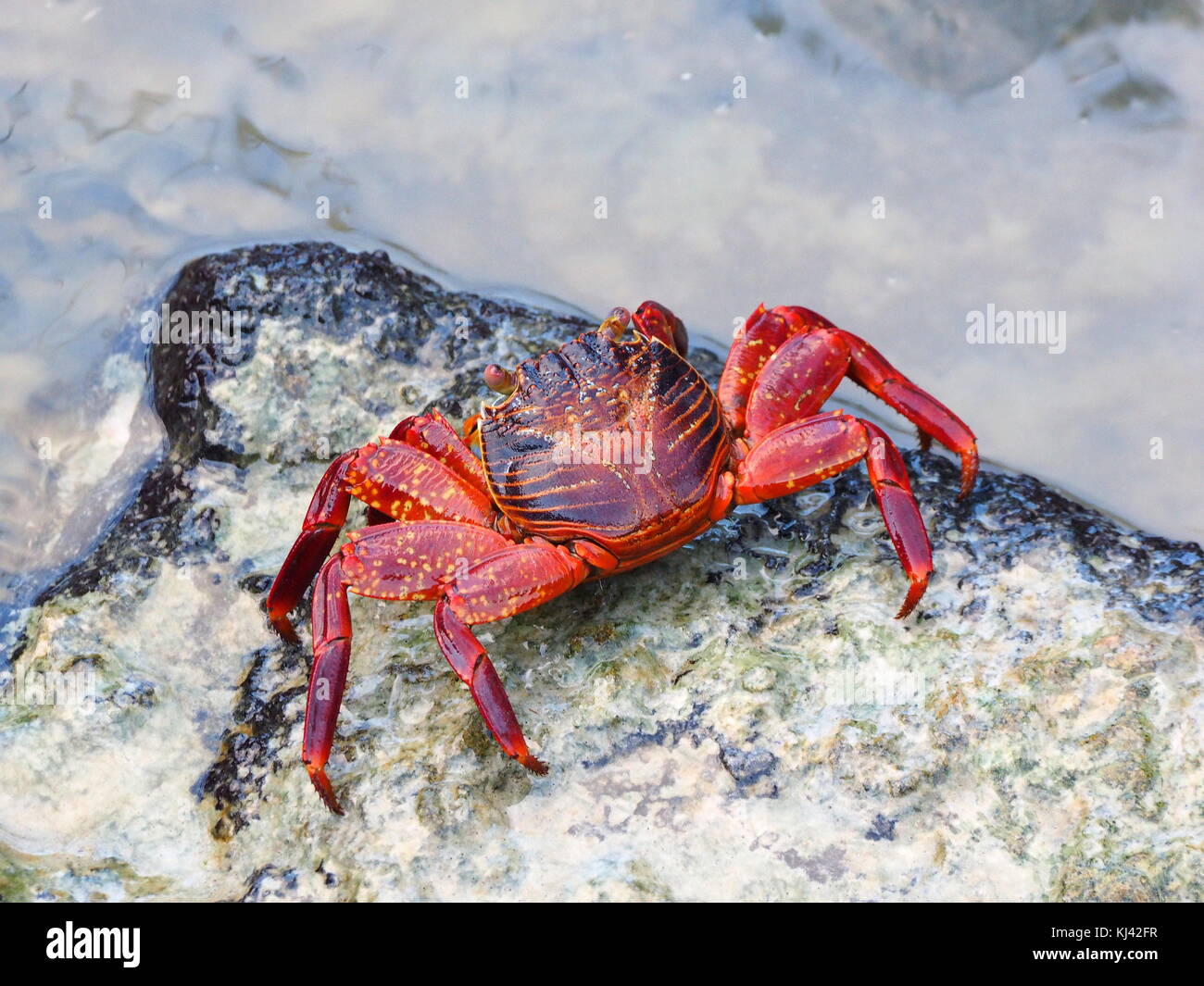 Red galapagos crab on a rock as seen from above at the Galapagos ...