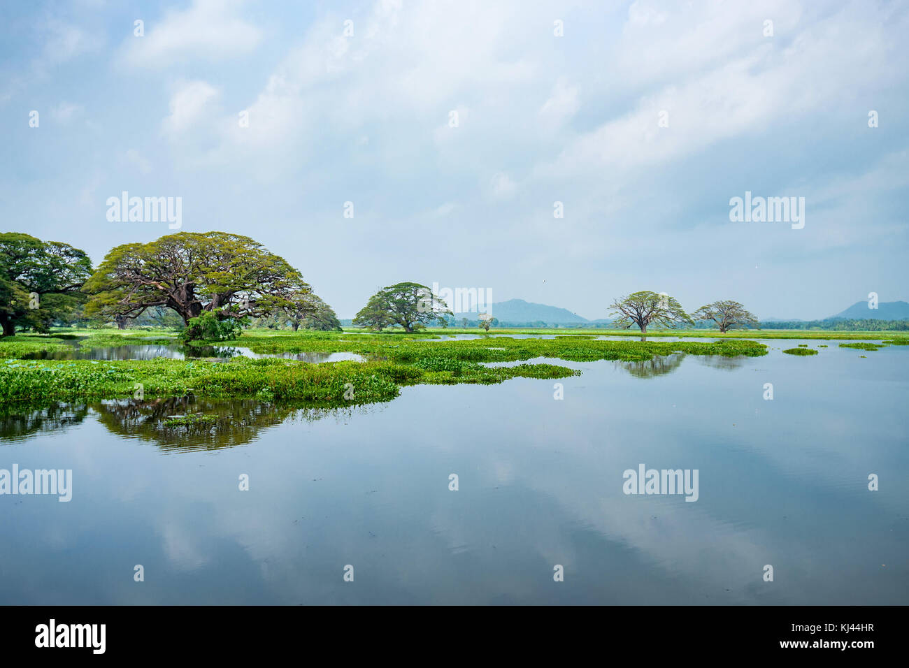 Scenic view of tropical lake with trees in water Stock Photo