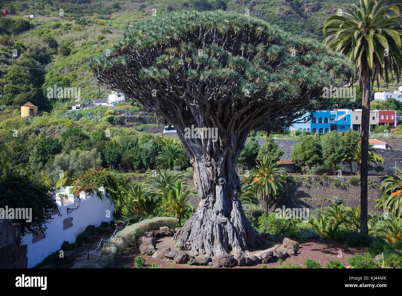 Drago Milenario, the most famous dragon tree (Dracaena draco) at Canary islands, 400 years old, at village Icod de los Vinos, Tenerife islands Stock Photo