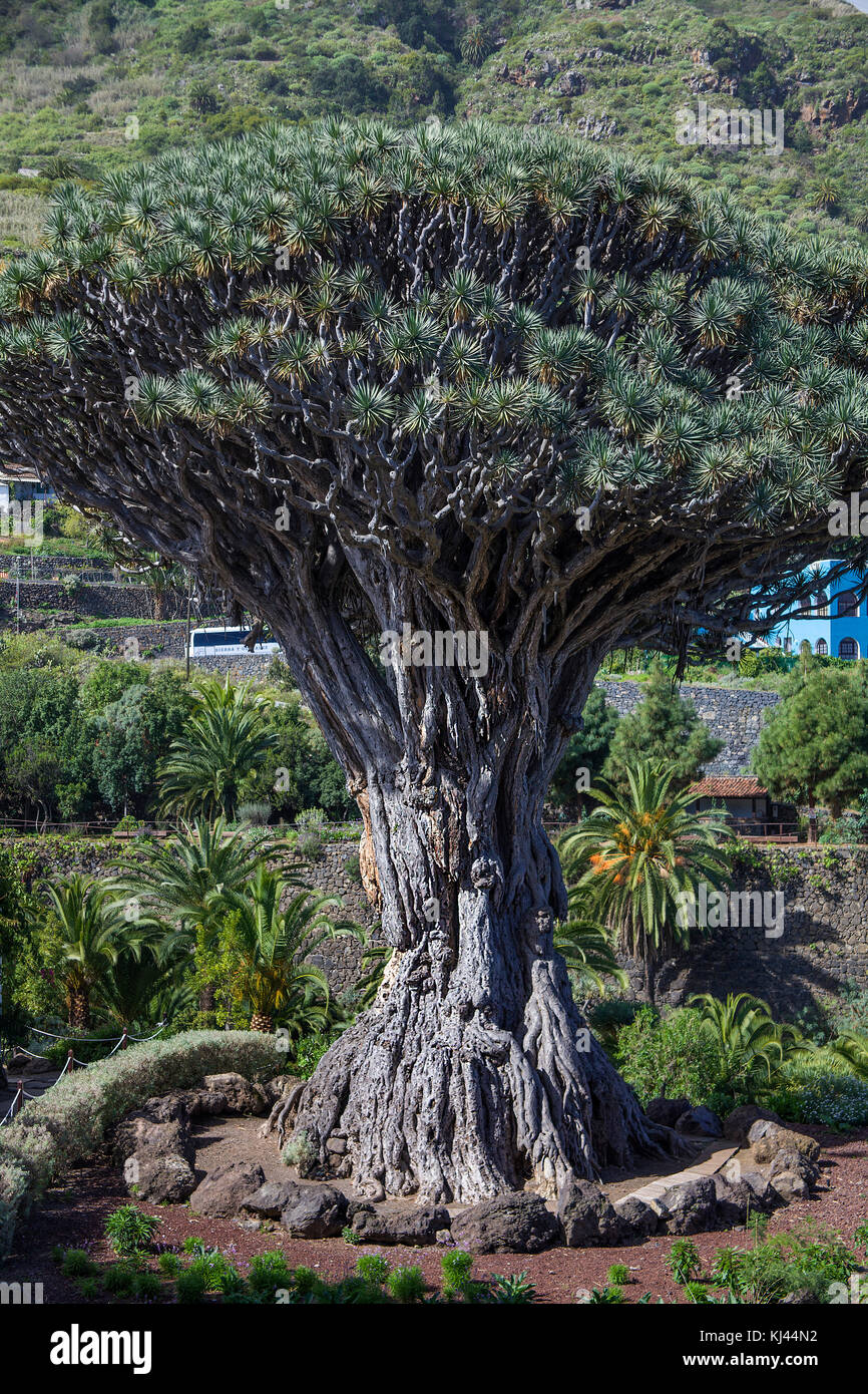 Drago Milenario, the most famous dragon tree (Dracaena draco) at Canary islands, 400 years old, at village Icod de los Vinos, Tenerife islands Stock Photo