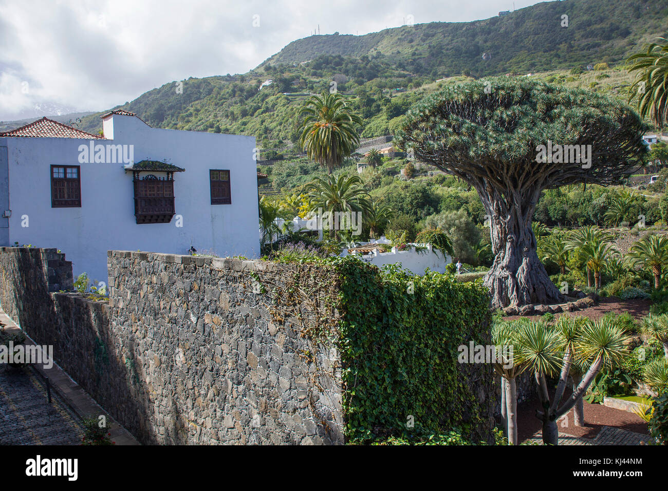 Drago Milenario, the most famous dragon tree (Dracaena draco) at Canary islands, 400 years old, at village Icod de los Vinos, Tenerife islands Stock Photo