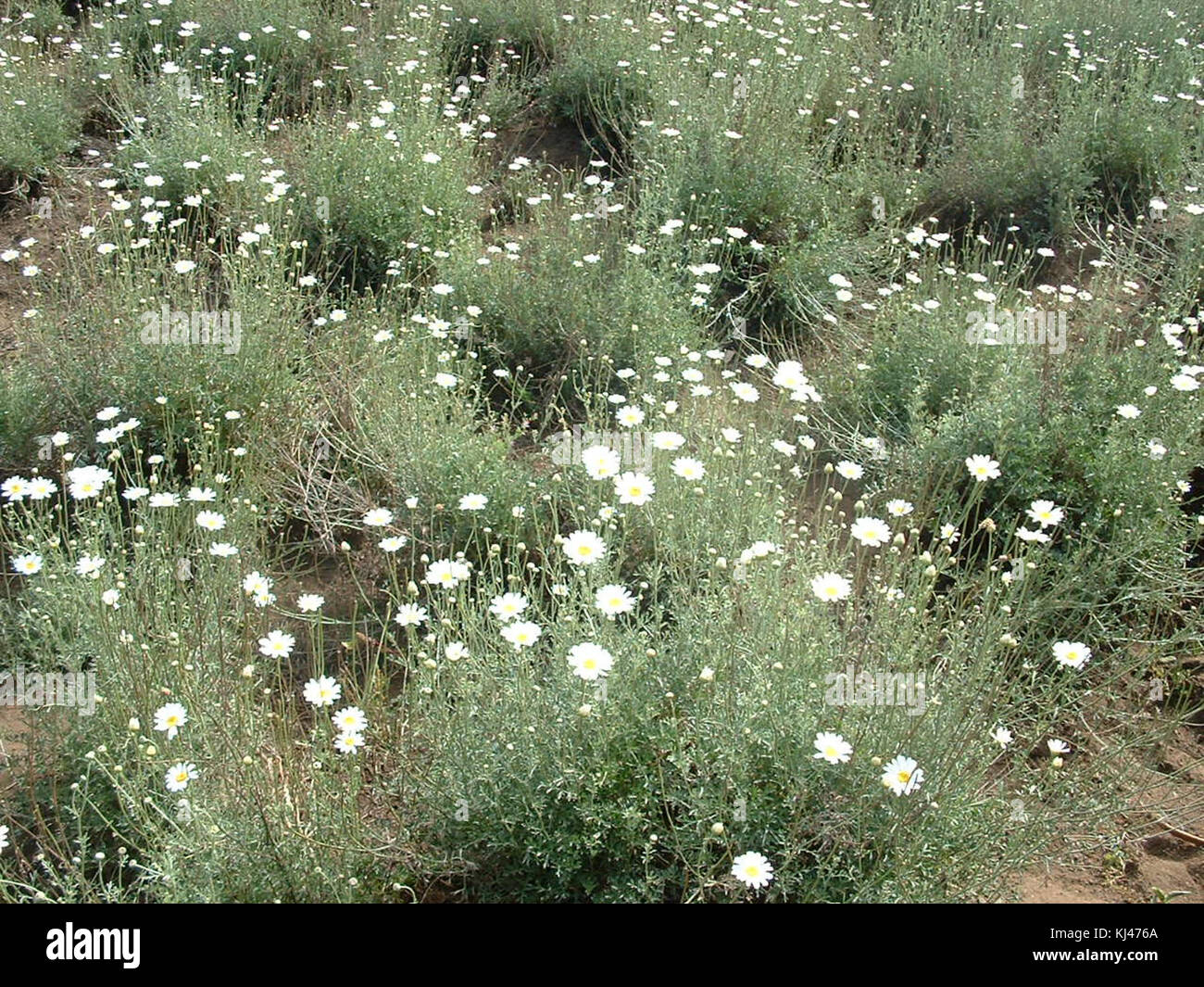 Fields of white daisies (Chrysanthemum cinerariaefolium ) Stock Photo