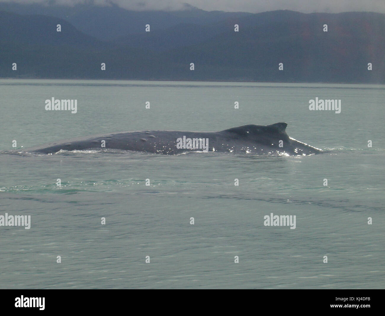 Sustainable whale watching hi-res stock photography and images - Alamy
