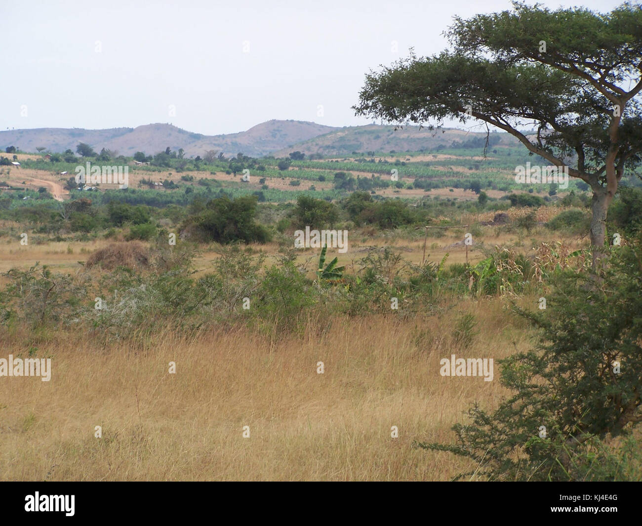 Mbarara Uganda Lake Mburo National Park Stock Photo Alamy