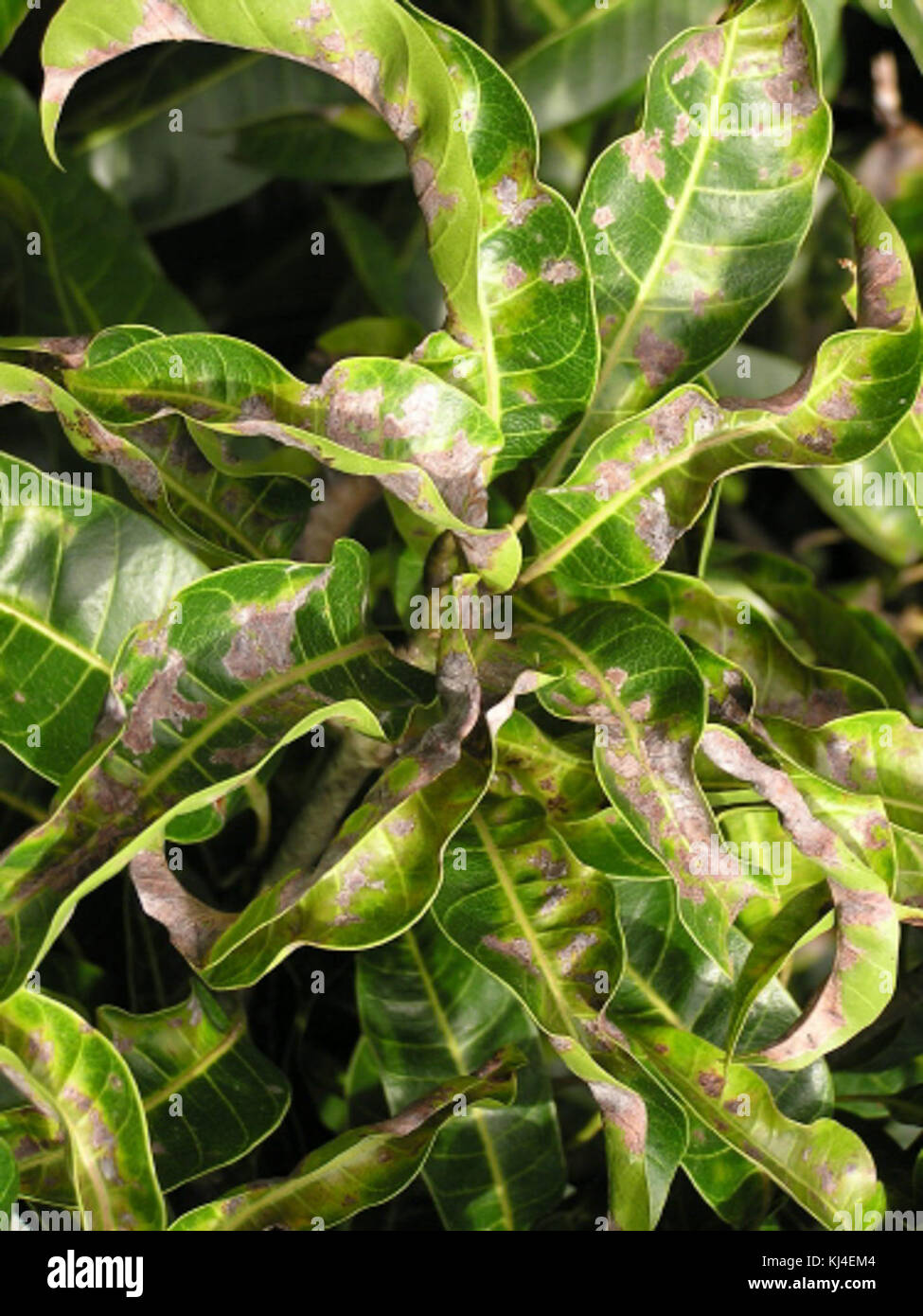 This photo shows mango leaves affected by powdery mildew, a fungal ...