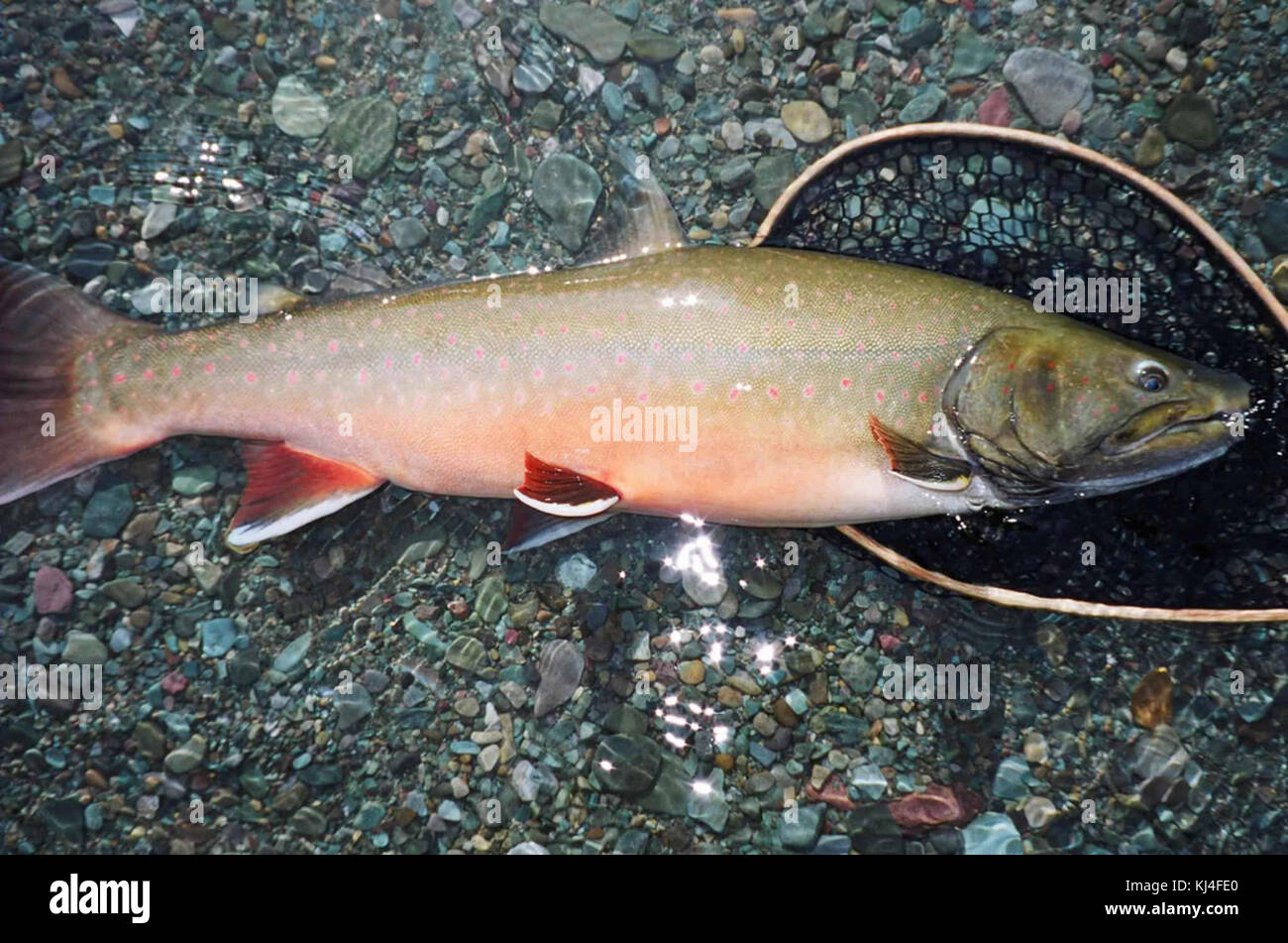 Bull trout fish on rocks by water salvelinus confluentus Stock Photo