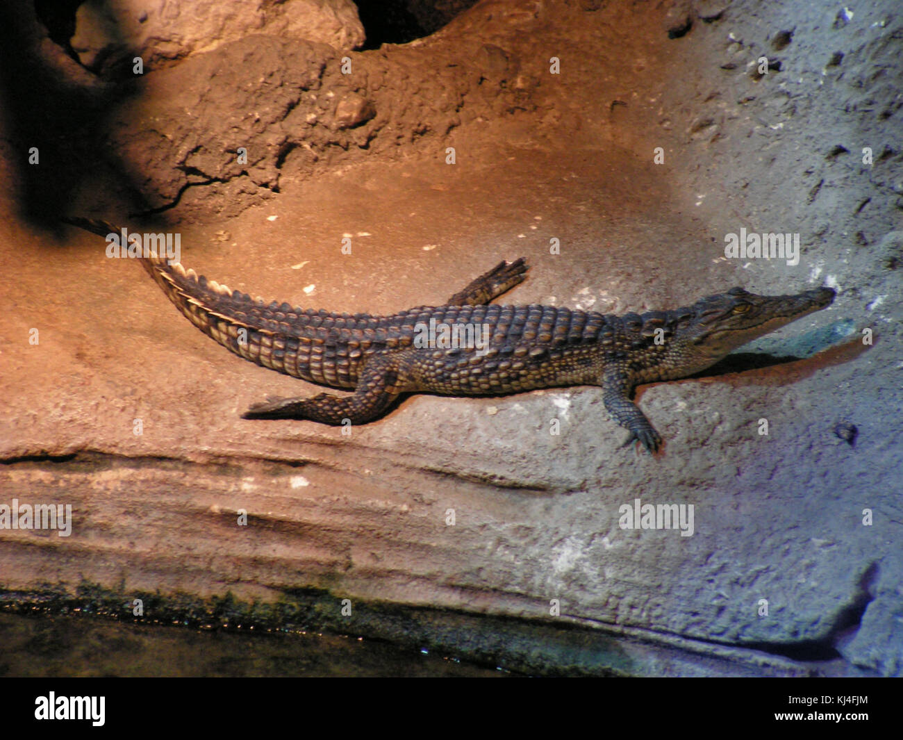 Predatory crocodile hi-res stock photography and images - Alamy